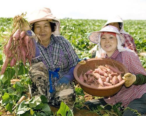 만든곳: 한국 네티즌본부 카페