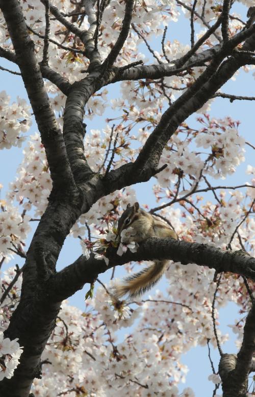 사진이 안보일 때→우측클릭→'사진보기' 클릭, OK. ☞작성: Daum카페: 한국 네티즌본부